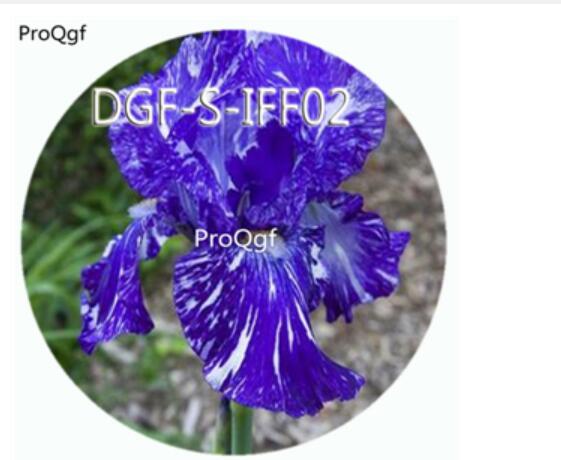 15usd Ngryise 300Pcs A Set blue white stripe double color iris flower hot Seed DGF-S-IFF02