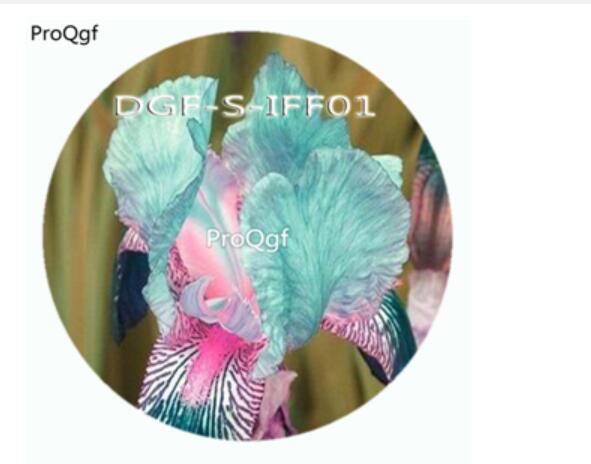 15usd 300Pcs A Set blue pink double color iris flower hot Seed DGF-S-IFF01
