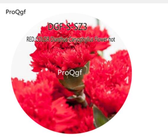 16usd Ngryise 5000Pcs A Set RED COLOR Dianthus Caryophyllus Flower hot Seed DGF-S-SZ3