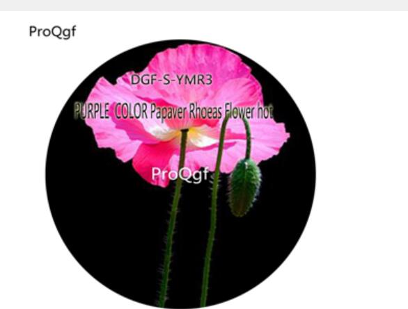 16usd Ngryise 5000Pcs A Set PURPLE COLOR Papaver Rhoeas Flower hot Seed DGF-S-YMR3