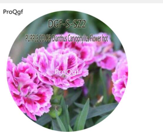 16usd Ngryise 5000Pcs A Set PURPLE COLOR Dianthus Caryophyllus Flower hot Seed DGF-S-SZ2