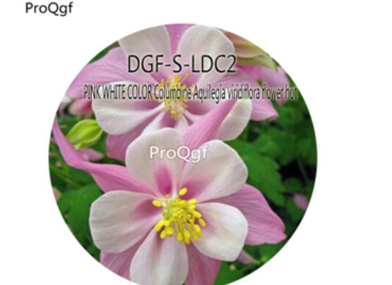 16usd Ngryi5000Pcs A Set Pink white color Columbine Aquilegia viridiflora flower hot Seed DGF-S-LDC2