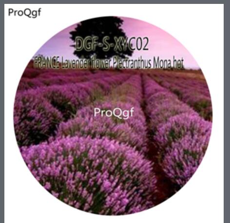 16usd Ngryise 5000Pcs A Set FRANCE Lavender Flower Plectranthus Mona hot Seed DGF-S-XYC02