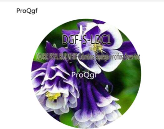 16us5000Pcs A Set DOUBLE PETAL BLUE WHITE Columbine Aquilegia viridiflora flower hot Seed DGF-S-LDC1