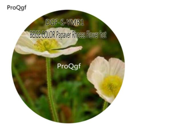 16usd Ngryise 5000Pcs A Set BEIGE COLOR Papaver Rhoeas Flower hot Seed DGF-S-YMR1
