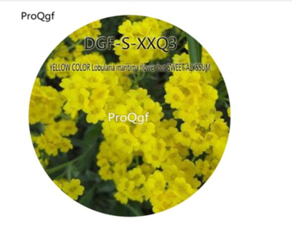 16usd Ngryise 5000Pcs A Set Yellow Color Chrysan themum carinatum flower hot Seed DGF-S-HHJ5