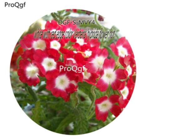 16usd Ngryise 5000Pcs A Set White with red edge color Verbena Hybrida Flower  hot Seed DGF-S-MVY4