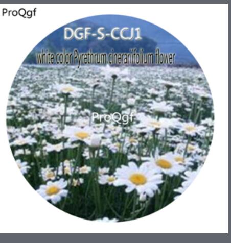 16usd Ngryise 5000Pcs A Set White color Pyrethrum Cinerariifolium Flower Seed DGF-S-CCJ1