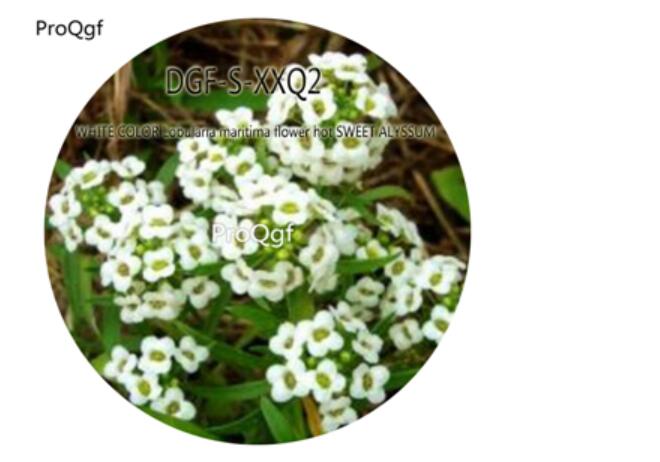 16usd Ngryise 5000Pcs A Set White color Lobularia maritima flower hot SWEET ALYSSUM Seed DGF-S-XXQ2
