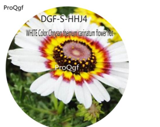 16usd Ngryise 5000Pcs A Set White Color Chrysan themum carinatum flower hot Seed DGF-S-HHJ4
