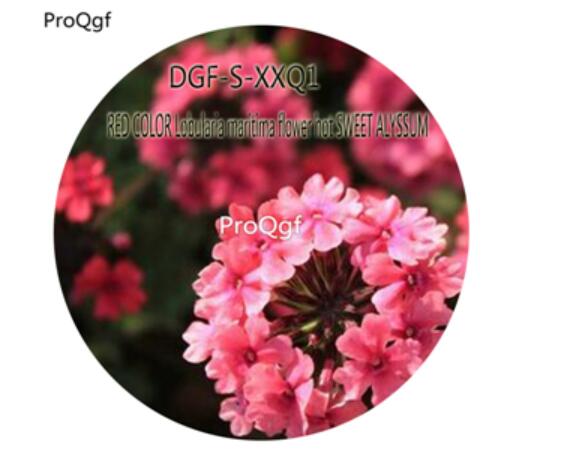 16usd Ngryise 5000Pcs A Set RED COLOR Lobularia maritima flower hot SWEET ALYSSUM Seed DGF-S-XXQ1