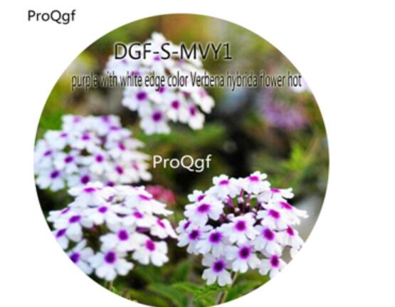 16usd Ngryise 5000Pcs A Set Purple With White Edge Color Verbena Hybrida Flower hot Seed DGF-S-MVY1