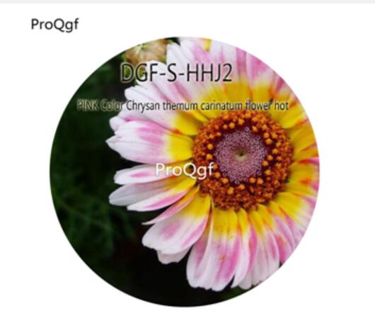 16usd Ngryise 5000Pcs A Set Pink Color Chrysan themum carinatum flower hot Seed DGF-S-HHJ2