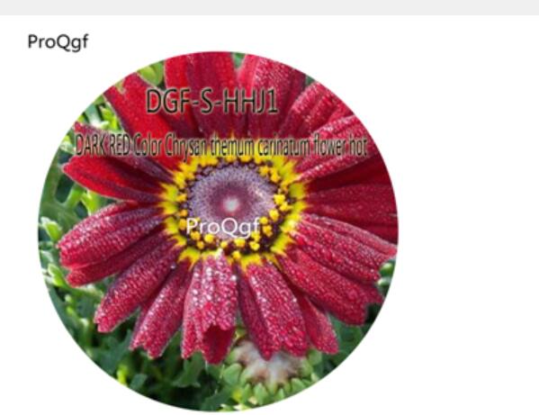 16usd Ngryise 5000Pcs A Set Dark Red Color Chrysan themum carinatum flower hot Seed DGF-S-HHJ1