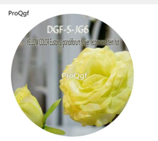 16usd Ngryis3000Pcs A Set Yellow Color Eustoma Grandiflorum Flower Recommend Item hot Seed DGF-S-JG6
