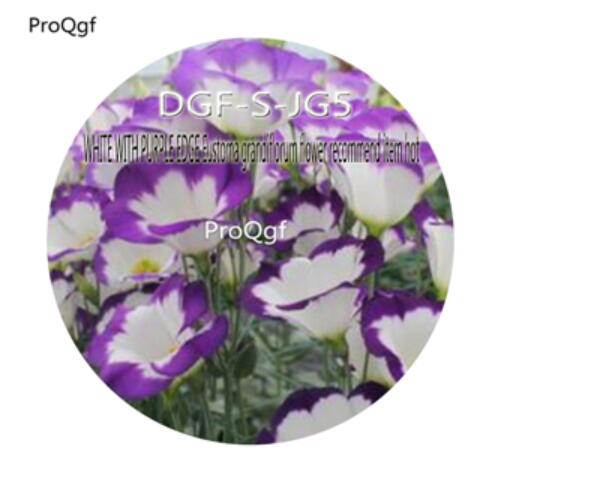 163000Pcs A Set White With Purple Edge Eustoma Grandiflorum Flower Recommend Item hot Seed DGF-S-JG5