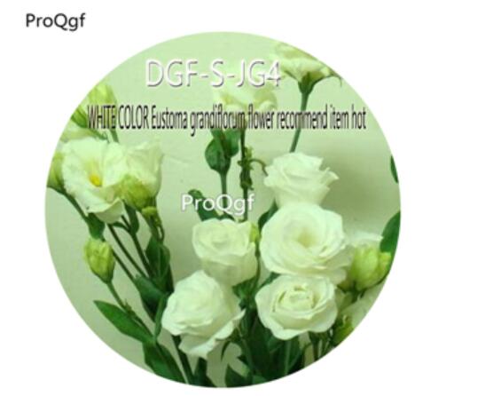 16usd Ngryise3000Pcs A Set White Color Eustoma Grandiflorum Flower Recommend Item hot Seed DGF-S-JG4