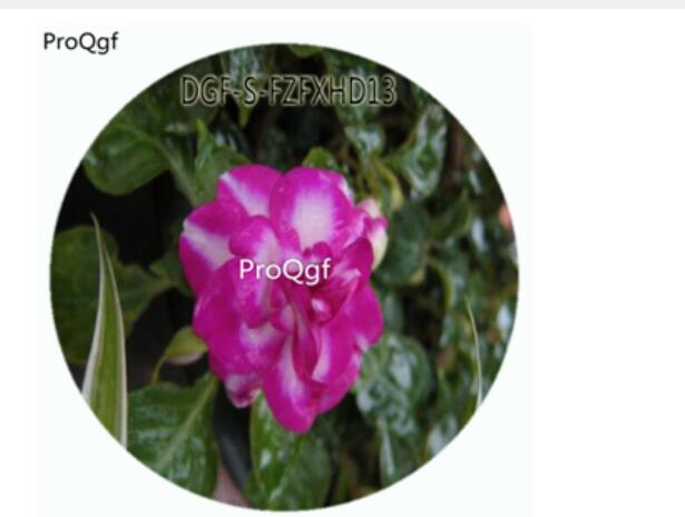 18usd Ngry100Pcs A Set Purple White Stripe Color Impatiens Walleriana Flower Hot Seed DGF-S-FZFXHD13