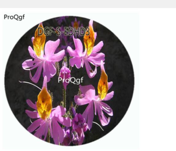 18usd Ngryise 100Pcs A Set Purple Color Schizanthus Pinnatus Flower Hot Seed DGF-S-EDHD3