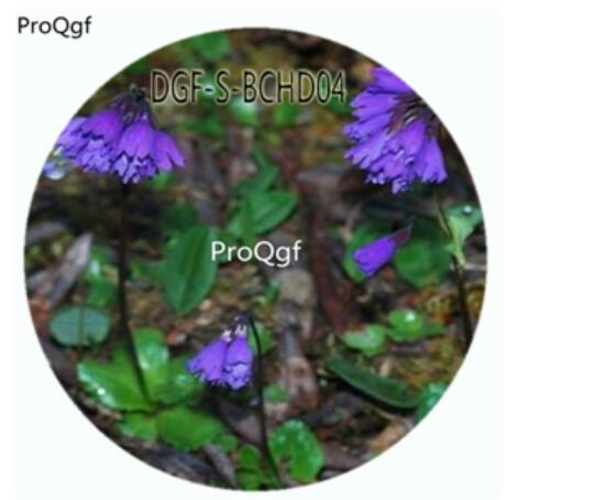 18usd Ngryise 100Pcs A Set Primula amethystina  Primula Malacoides Flower Hot Seed DGF-S-BCHD04