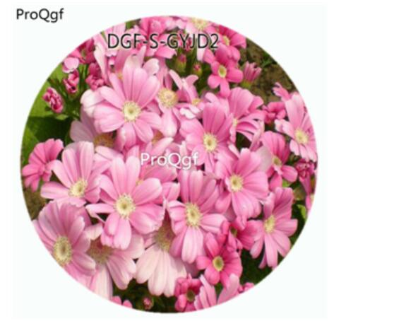 18usd Ngryise 100Pcs A Set Pink Color Pericallis Hybrida Flower Hot Seed DGF-S-GYJD2