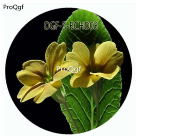 18usd Ngryise 100Pcs A Set Light Yellow Color Primula Malacoides Flower Hot Seed DGF-S-BCHD03