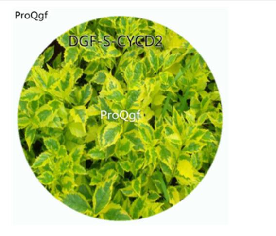 18usd Ng100Pcs A Set Green With Yellow Edge Color Coleus Scutellarioides Flower Hot Seed DGF-S-CYCD2