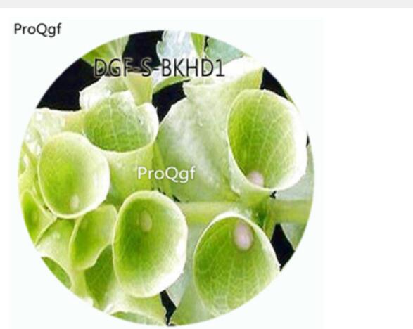21usd Ngryise 100Pcs A Set Green Color Moluccella Laevis Flower Hot Seed DGF-S-BKHD1