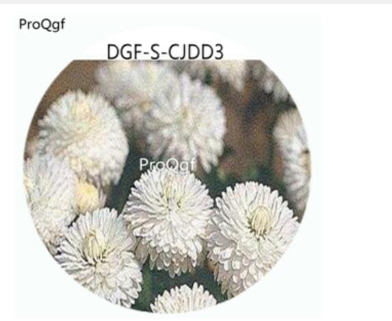 18usd Ngryise 100Pcs A Set Double Petal White Color Bellis Perennis Flower Hot Seed DGF-S-CJDD3