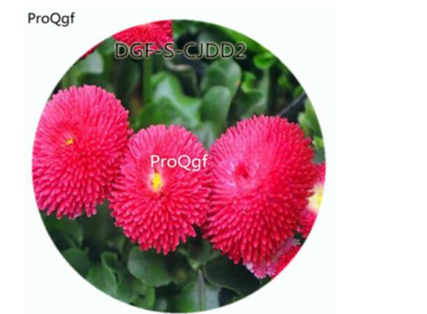 18usd Ngryise 100Pcs A Set Double Petal Red Color Bellis Perennis Flower Hot Seed DGF-S-CJDD2