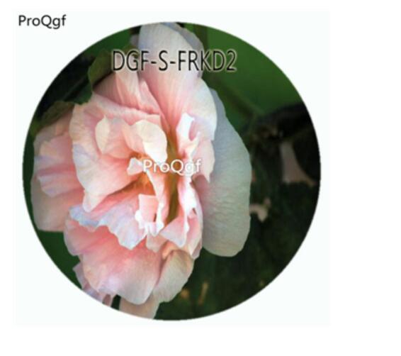 18usd Ngryise 100Pcs A Set Double Petal Pink Color Hibiscus Moscheutos Flower Hot Seed DGF-S-FRKD2