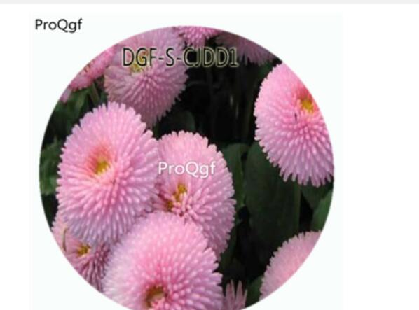18usd Ngryise 100Pcs A Set Double Petal Pink Color Bellis Perennis Flower Hot Seed DGF-S-CJDD1