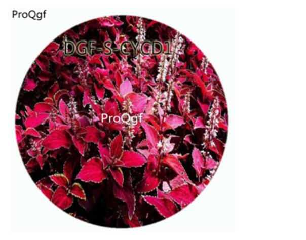 18usd 100Pcs A Set Dark Red With White Edge Color Coleus Scutellarioides Flower Hot Seed DGF-S-CYCD1