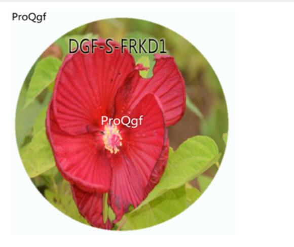 18usd Ngryise 100Pcs A Set Dark Red Color Hibiscus Moscheutos Flower Hot Seed DGF-S-FRKD1
