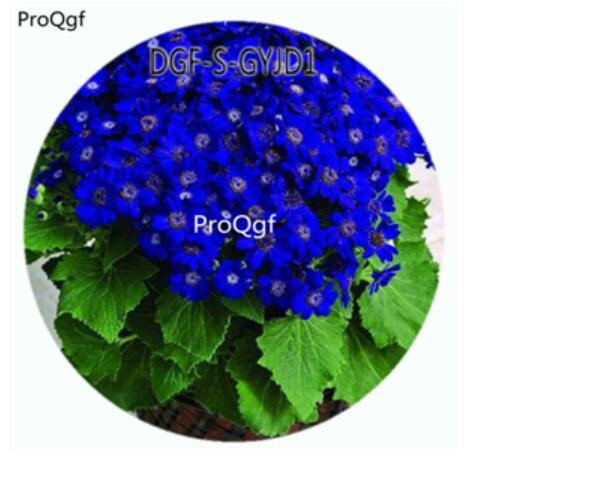 18usd Ngryise 100Pcs A Set Dark Blue Color Pericallis Hybrida Flower Hot Seed DGF-S-GYJD1