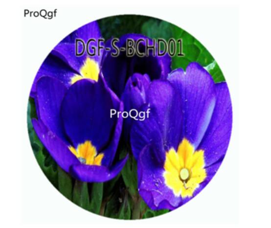 18Usd Ngryise 100Pcs A Set Blue Color Primula Malacoides Flower Hot Seed DGF-S-BCHD01