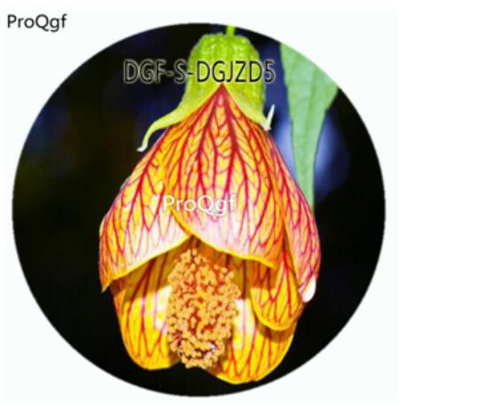 18usd Ngryi800Pcs A Set Yellow Purple Stripe Color Fuchsia Hybrida Hort Flower Hot Seed DGF-S-DGJZD5
