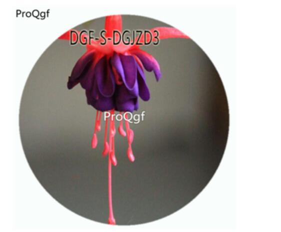 18usd Ngryise 800Pcs A Set Red Blue Double Color Fuchsia Hybrida Hort Flower Hot Seed DGF-S-DGJZD3