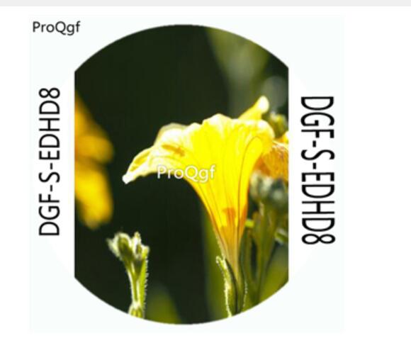 18usd Ngryise 100Pcs A Set Yellow Color Schizanthus Pinnatus Flower Hot Seed DGF-S-EDHD8
