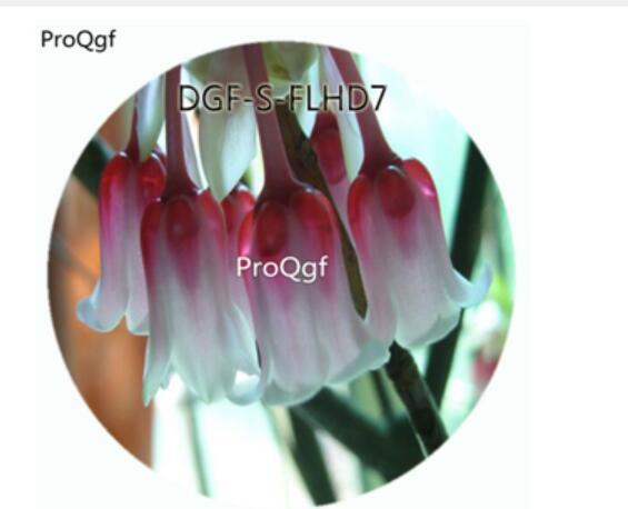 18usd Ngryi100Pcs A Set White Red Double Color Abutilon Striatum Dickson Flower Hot Seed DGF-S-FLHD7