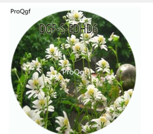 18usd Ngryise 100Pcs A Set White Color Schizanthus Pinnatus Flower Hot Seed DGF-S-EDHD6