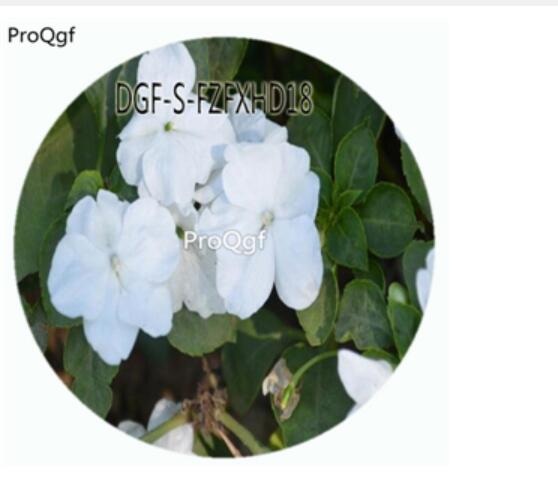 18usd Ngryise 100Pcs A Set White Color Impatiens Walleriana Flower Hot Seed DGF-S-FZFXHD18