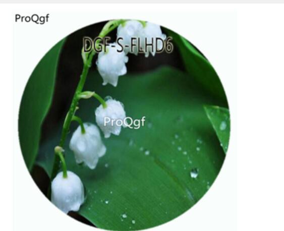 18usd Ngryise 100Pcs A Set White Color Abutilon Striatum Dickson Flower Hot Seed DGF-S-FLHD6