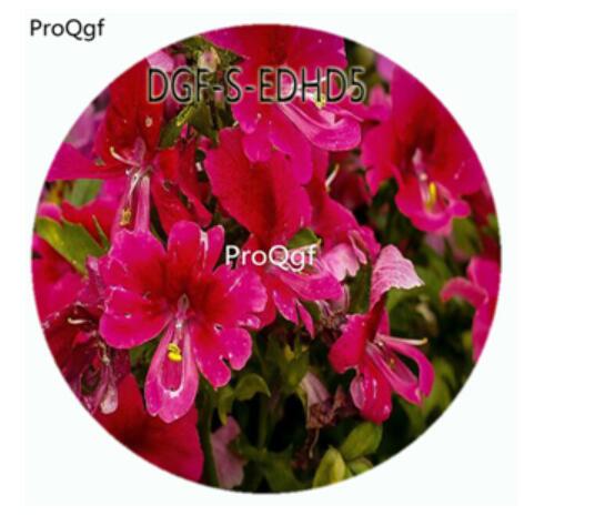 18usd Ngryise 100Pcs A Set Watermelon Red Color Schizanthus Pinnatus Flower Hot Seed DGF-S-EDHD5