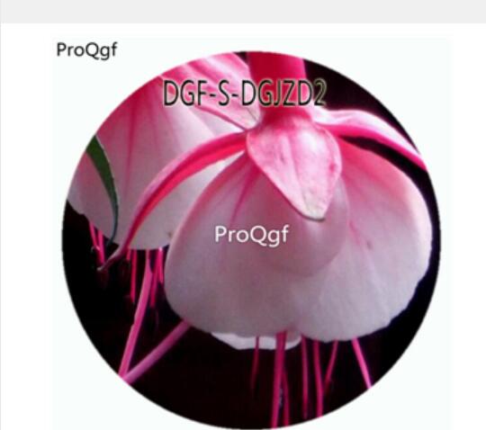 18usd Ngryise 800Pcs A Set Pink Color Fuchsia Hybrida Hort Flower Hot Seed DGF-S-DGJZD2