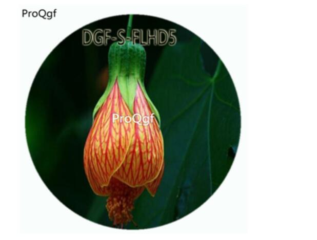 18usd Ngry100Pcs A Set Red Yellow Stripe Color Abutilon Striatum Dickson Flower Hot Seed DGF-S-FLHD5