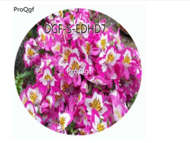 18usd Ngry100Pcs A Set White With Purple Edge Color Schizanthus Pinnatus Flower Hot Seed DGF-S-EDHD7