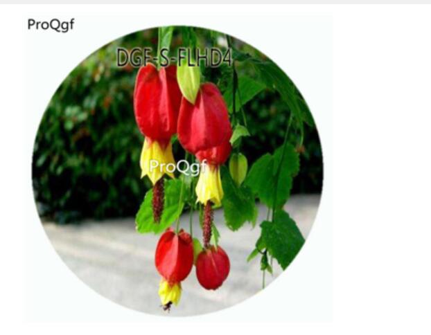18usd Ngryise 100Pcs A Set Red Color Abutilon Striatum Dickson Flower Hot Seed DGF-S-FLHD4