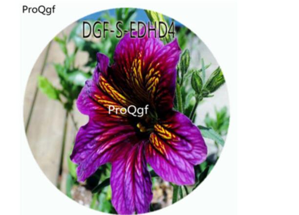 18usd Ngryis100Pcs A Set Purple Yellow Double Color Schizanthus Pinnatus Flower Hot Seed DGF-S-EDHD4