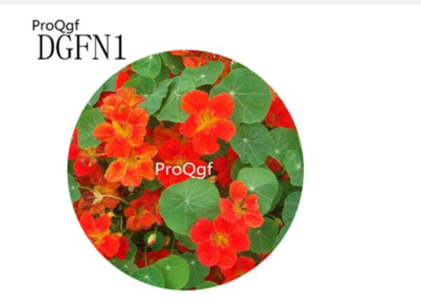 19usd Ngryise 300Pcs A Set dark red Tropaeolum Majus Flower Seed Hot